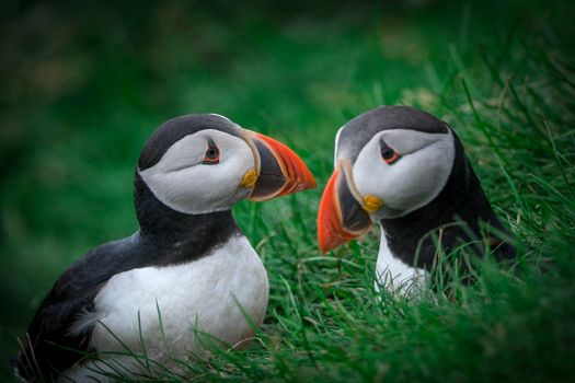 Ingólfshöfði Puffin Photo Tour — photo 6