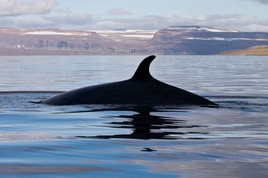 Whale Watching in Ísafjarðardjúp — photo 5