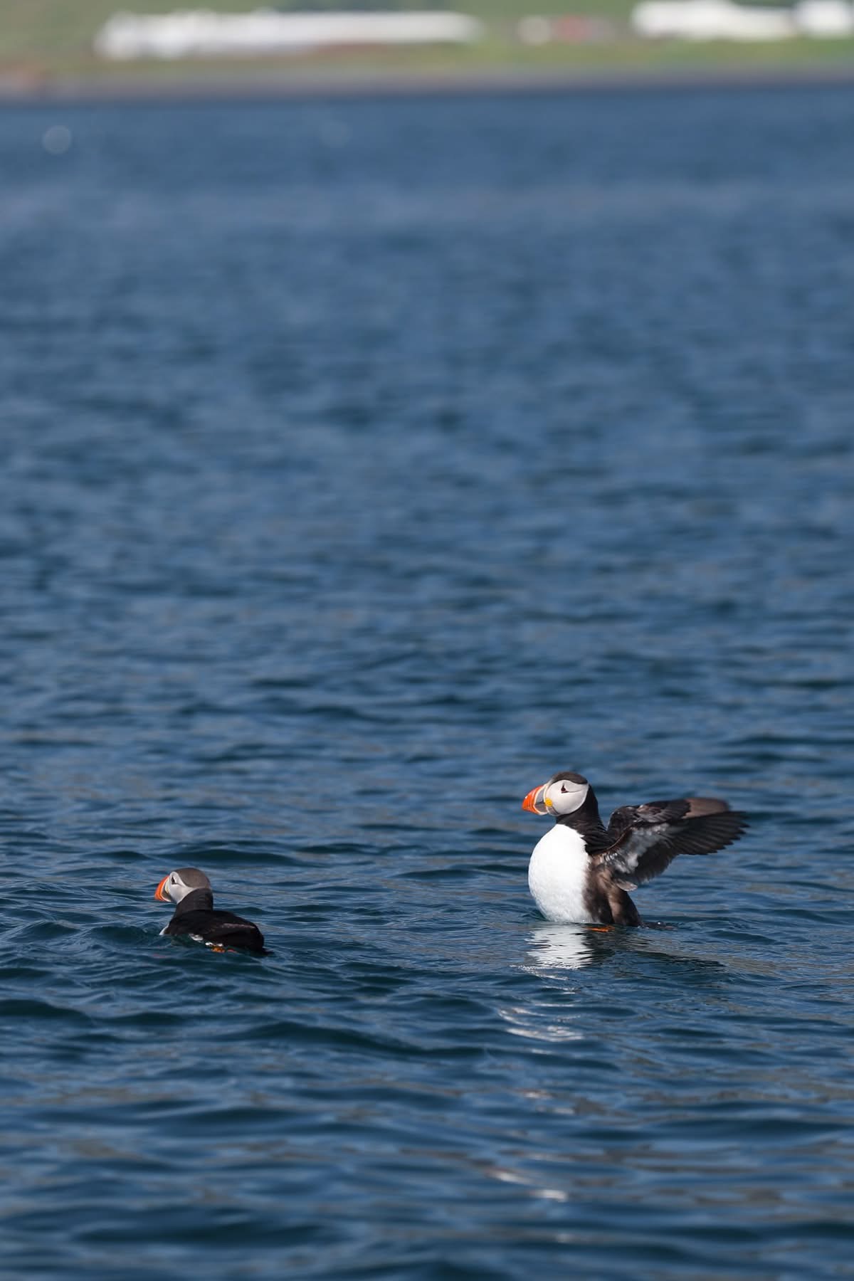 Puffin Jet ski tour, photo 7 of 11
