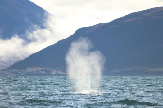 Akureyri Classic Whale Watching — photo 23