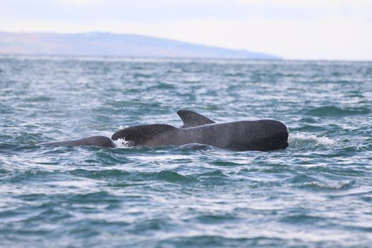 Akureyri Classic Whale Watching — photo 22