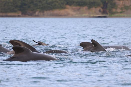 Akureyri Express Whales & Eyjafjord — photo 13