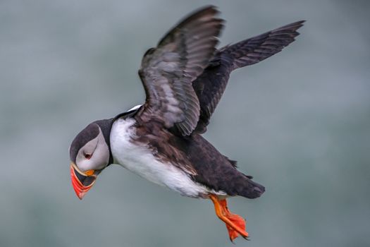 Ingólfshöfði Puffin Tour — photo 16