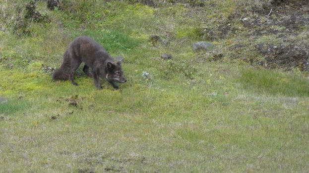 Fimmvörðuháls Private Day Hike — photo 21
