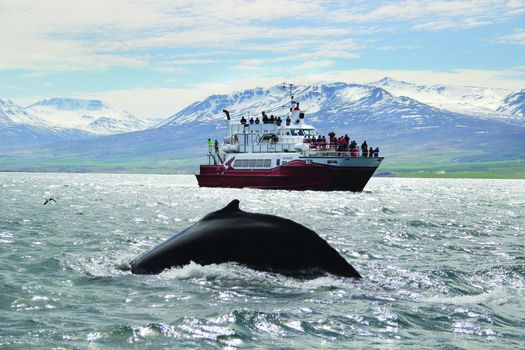 Akureyri Classic Whale Watching — photo 7