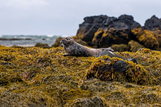 Private Snæfellsnes Peninsula — photo 10
