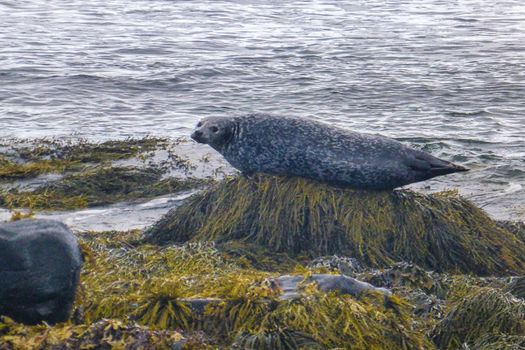 A Premium Private Tour of Ancient Legends and Natural Marvels of Snæfellsnes! — photo 19