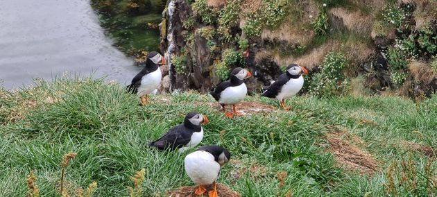 Puffin Quest — photo 14