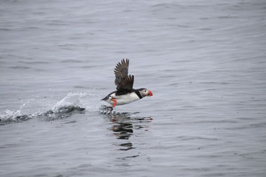 04F - Horses and Puffins — photo 6