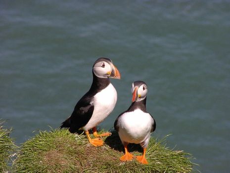 04F - Horses and Puffins — photo 7