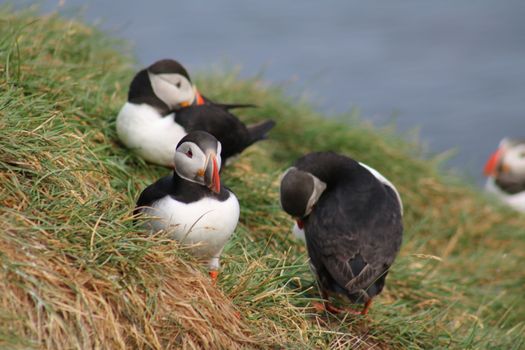 Reykjavík Premium Puffin Watching — photo 11