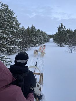 Dog Sledding