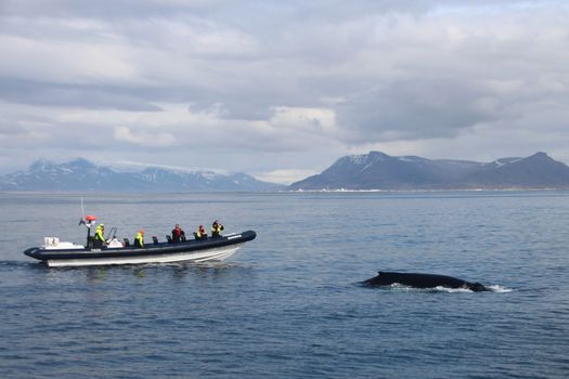 RIB Express - Whale Whatching- from Downtown Reykjavik