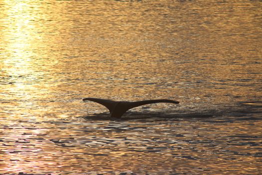 Akureyri Classic Whales in the Midnight Sun — photo 10