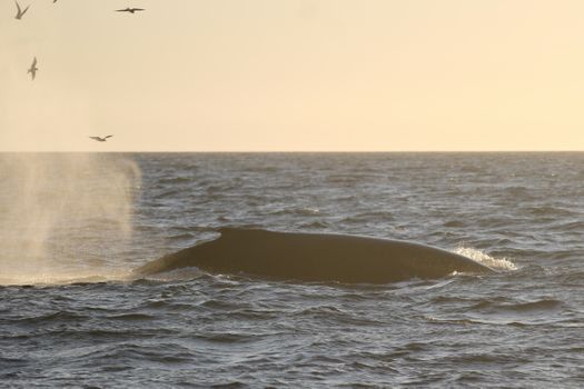 Reykjavík Premium Whales in the Midnight Sun — photo 19