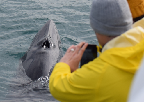 Húsavík: Small-Family Run, Responsible Whale Watching — photo 16