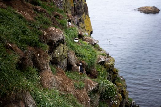 Seyðisfjörður: Puffins, Reindeer & Eastfjords Tour — photo 15