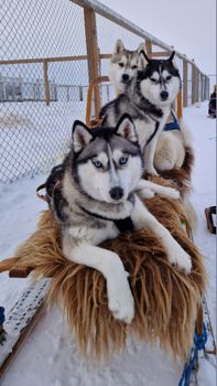 Siberian Husky Dog Sledding — photo 6
