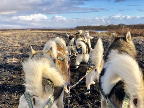 Dog Sledding Near Reykjavik — photo 3