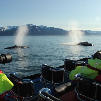 Big Whale Safari & Puffins — photo 2