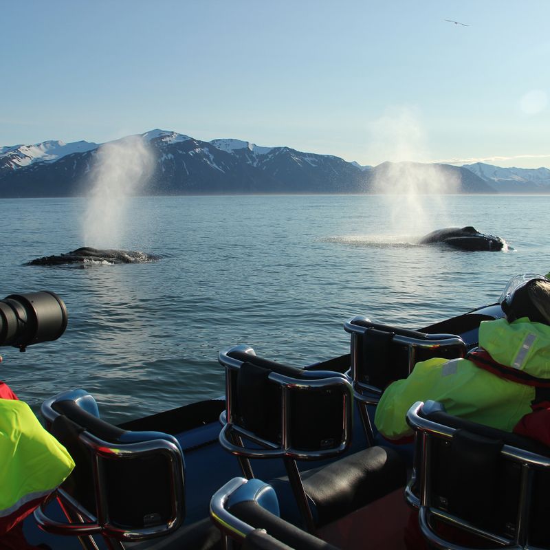 GG2 Big Whale Safari & Puffins, photo 2 of 6