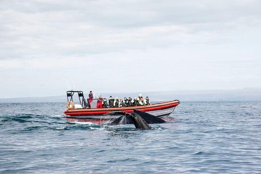 Big Whales & Puffins RIB boat tour — photo 2