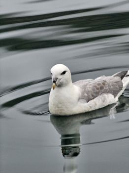 Exploring Djúpivogur - Nature and wildlife — photo 9