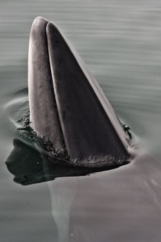 RIB Express - Whale Whatching- from Downtown Reykjavik — photo 8