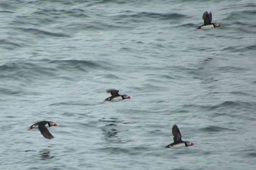 Reykjavík Premium Puffin Watching — photo 5