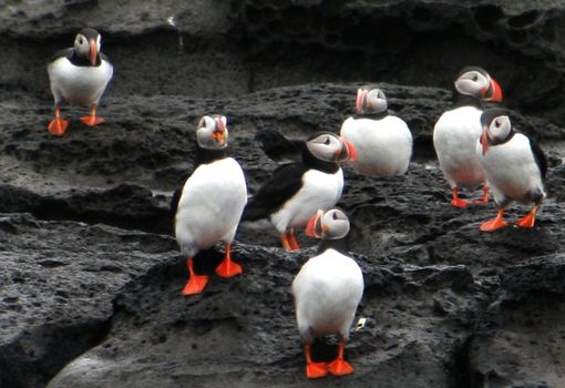 Horses & Puffins (Elfin Tour) — photo 3