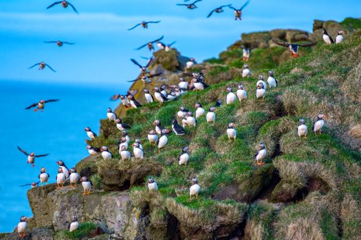 Ingólfshöfði Puffin Tour — photo 14