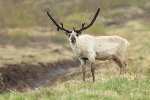 Seyðisfjörður: Hidden Stuðlagil Canyon & Reindeer Tour — photo 12