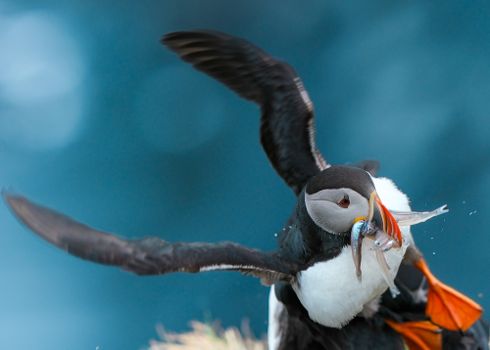 Ingólfshöfði Puffin Tour — photo 4