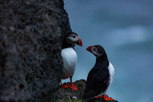 VESTMANNÆYJAR | PRIVATE PHOTO-TOUR — photo 7