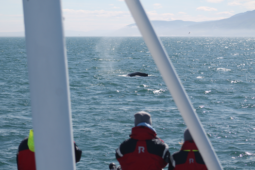 Húsavík: Small-Family Run, Responsible Whale Watching — photo 9