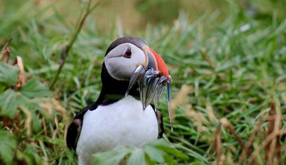 Reykjavík Classic Puffin Watching