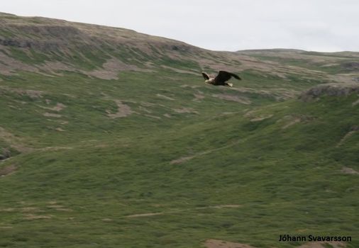 BIRD WATCHING - puffins and more