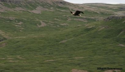 BIRD WATCHING - puffins and more