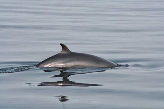 Whale Watching & Dolphin Yacht Cruise — photo 19