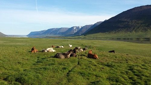 Private Dynjandi Waterfall & Farm Tour: Pickup from Isafjordur — photo 4