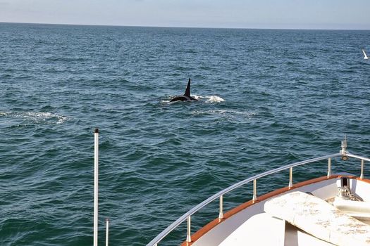 Whale Watching & Dolphin Yacht Cruise — photo 9