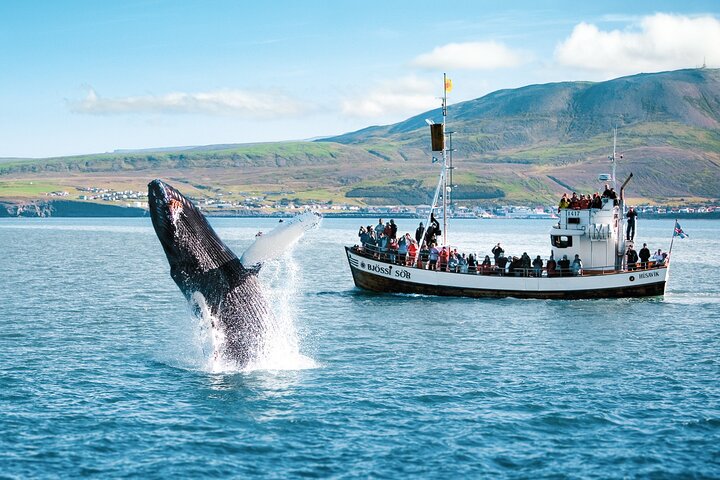Húsavík Original Whale Watching, photo 4 of 9