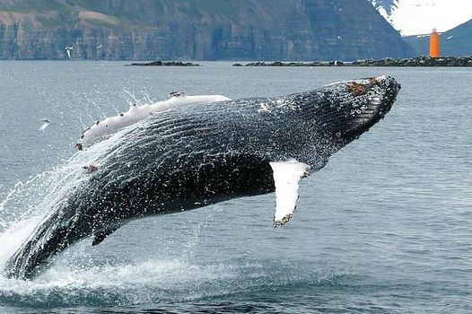 Whale Watching and Sea Angling Tour — photo 2