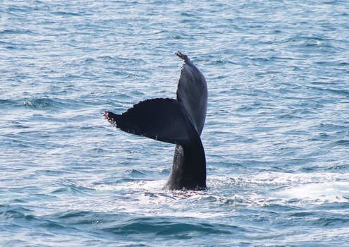 Húsavík: Small-Family Run, Responsible Whale Watching — photo 15