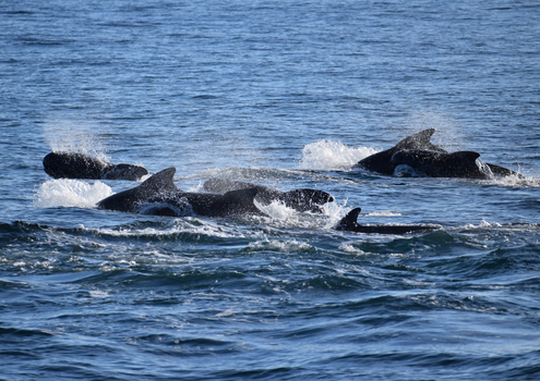 Húsavík: Small-Family Run, Responsible Whale Watching — photo 26