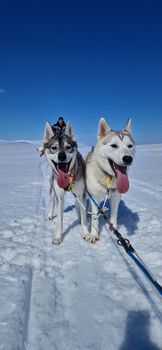 Siberian Husky Dog Sledding — photo 3