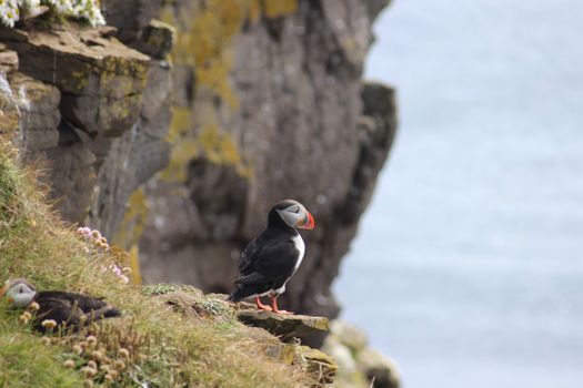 Grímsey Wildlife Tour — photo 5