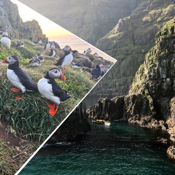Puffin Quest