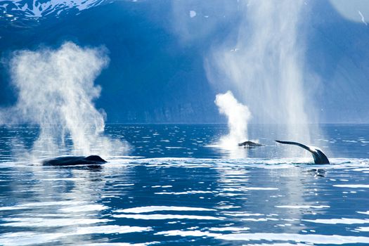 Silent Whale Watching (Carbon-Neutral) — photo 4