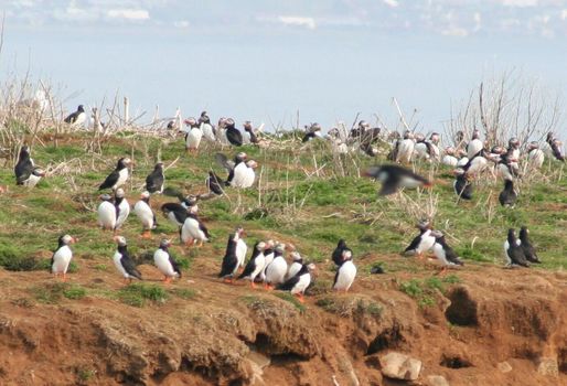 Reykjavík Premium Puffin Watching — photo 3